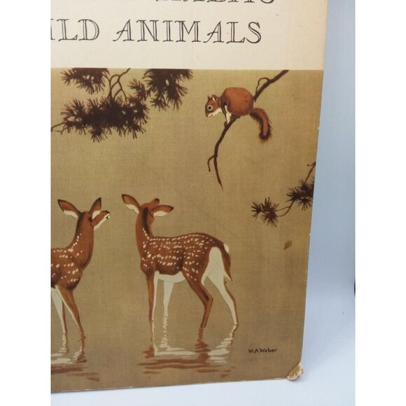 1934 Homes and Habits of Wild Animals Walter Weber Illustrations Children's Book - Picture 3 of 16